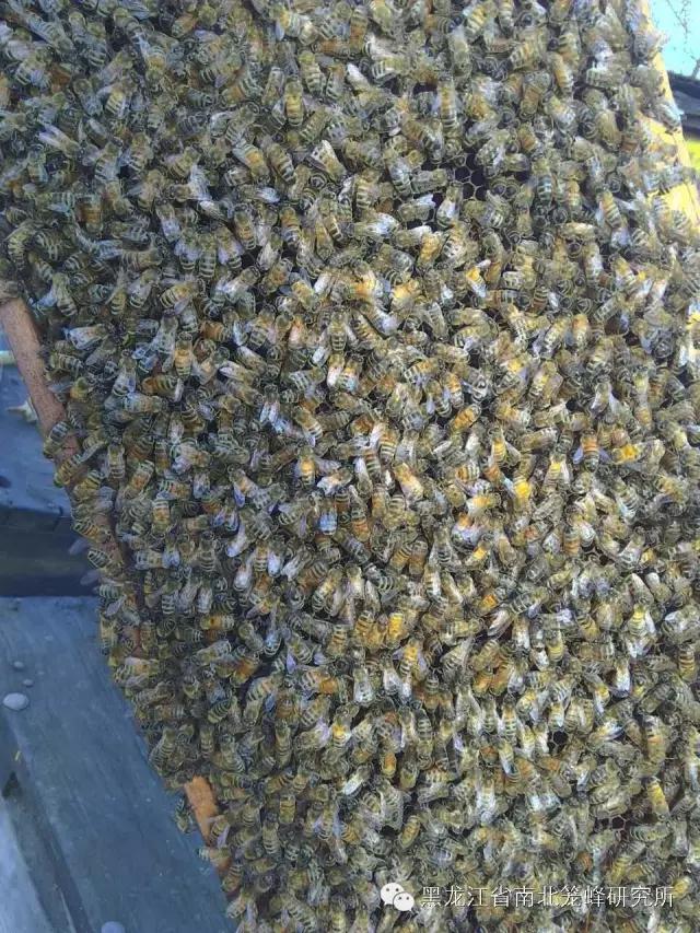 养蜂的蜜蜂是怎样变成蜂王的 (养蜜蜂的蜂农是怎样养蜂的)