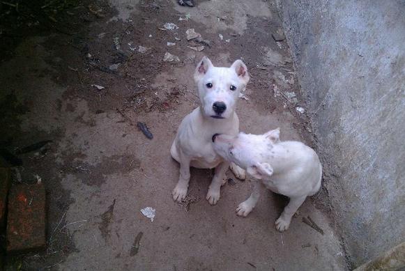 杜高犬如何饲养,杜高犬冬天怎么度过