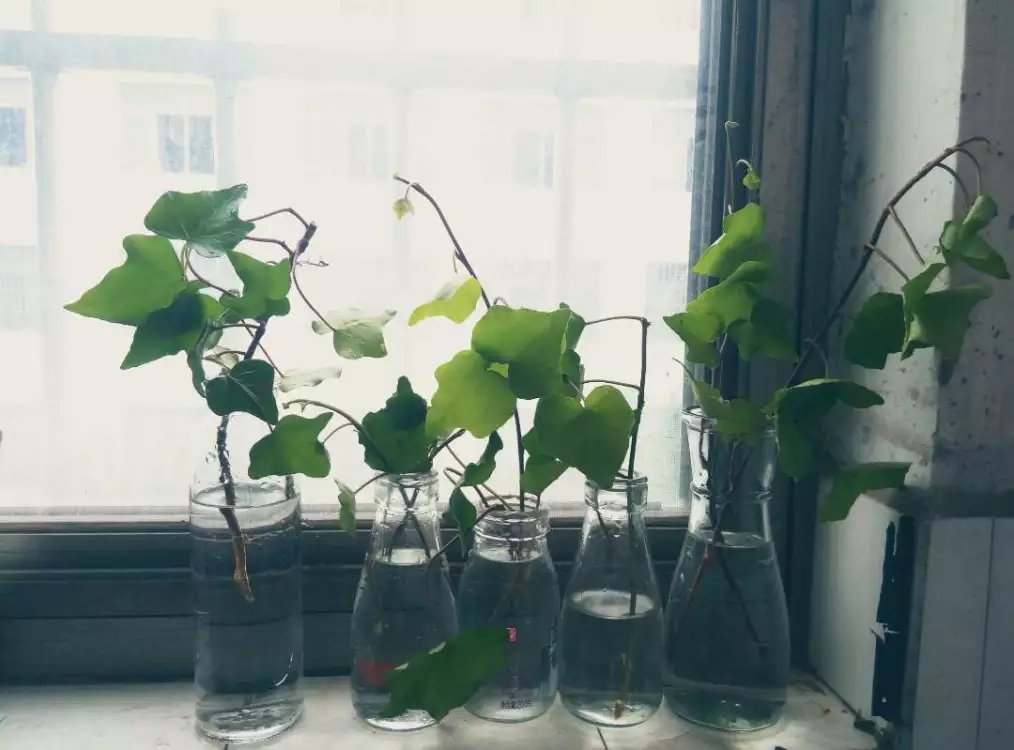 净化空气最佳植物常春藤,净化空气常春藤