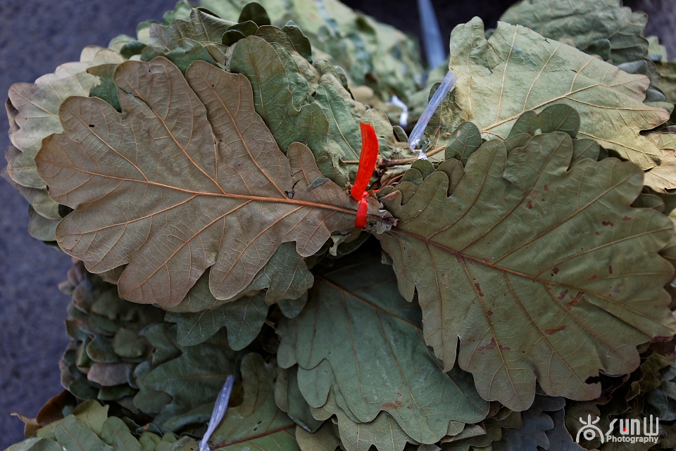 我们对它视而不见，任其自生自落，日韩却大量从中国进口！
