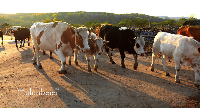 呼伦贝尔拍照攻略,呼伦贝尔美景拍照