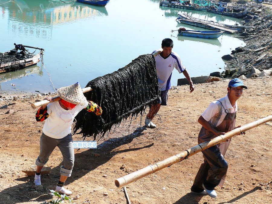 潮汕紫菜有多厉害,紫菜到底好不好