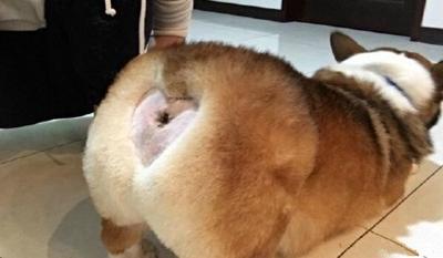 柯基屁屁脏了怎么办,柯基屁屁毛少怎么办