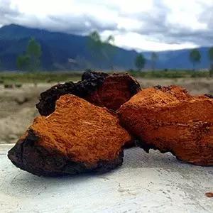 降血糖用白葛根还是褐葛根,降血糖用柴葛还是粉葛