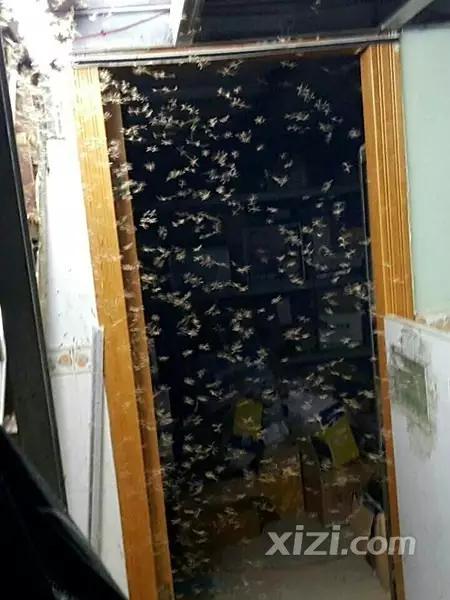 超恐怖！惠州一民居被几千只不速之客闯入