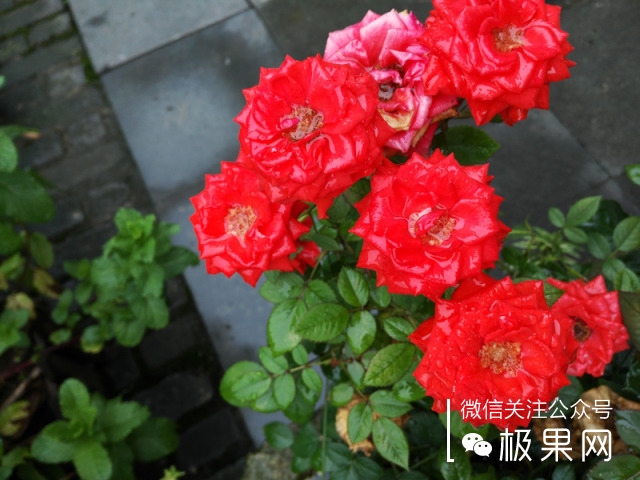 荣耀的这个电话充满心机，镜头竟可以翻转180°