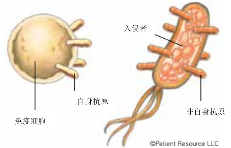 癌症做免疫组化的意义,癌症细胞免疫治疗