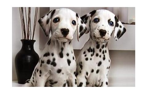 导盲犬小q动漫片影评,导盲犬小q电影总结