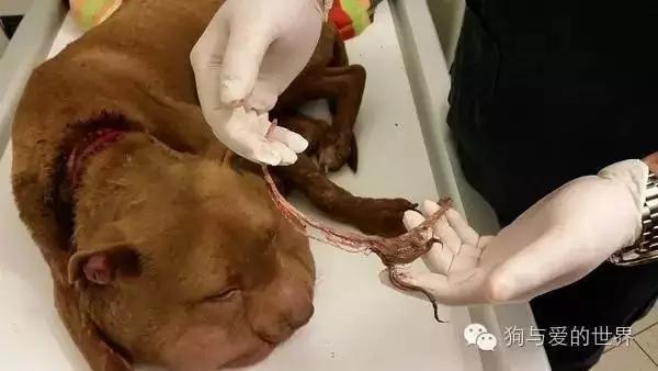 PO!闻主人臭脚狗狗转头作呕外国情侣办婚礼请1000只喵星