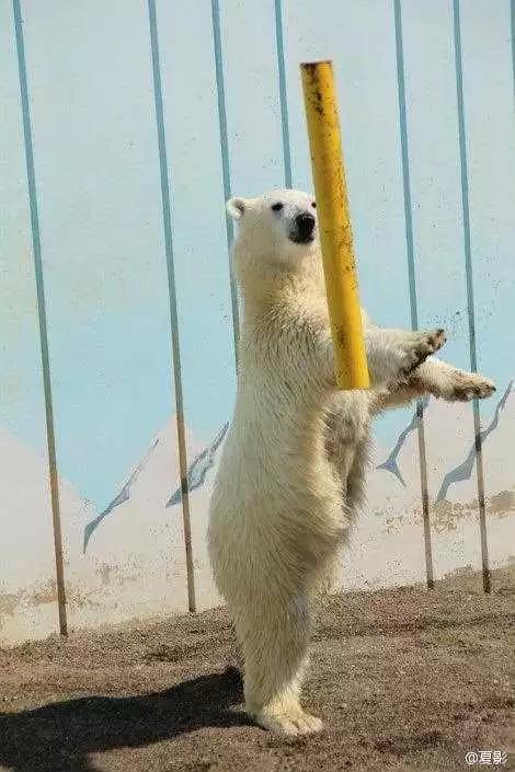 PO!闻主人臭脚狗狗转头作呕外国情侣办婚礼请1000只喵星