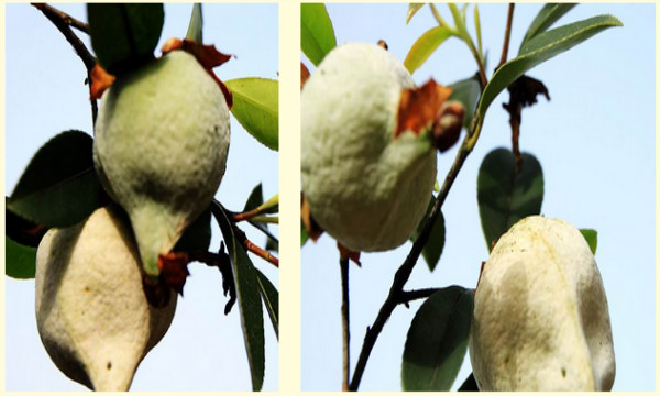 油茶树上长的茶耳可以吃的,油茶树上的茶泡