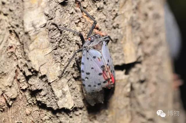 傻傻分不清楚的昆虫界cosplay