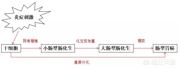 肠上皮化生能治好吗会变癌吗,肠上皮化生可以治愈吗