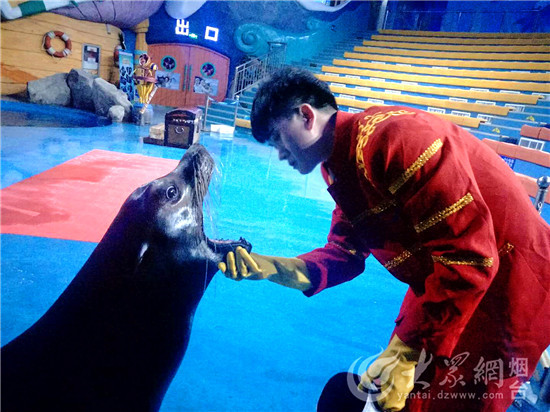 烟台：驯养师与海狮伙伴“贝克”的故事
