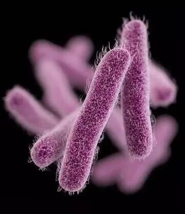 益生菌：好处多多、误区也多多