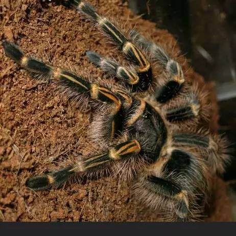 适合新手养的蜘蛛推荐,新手推荐蜘蛛品种