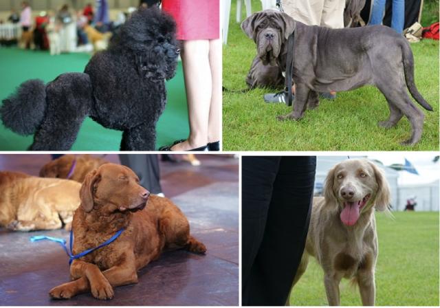 极品丁香色陨石边牧图片,陨石色边牧为什么不建议养