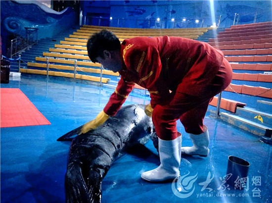 烟台：驯养师与海狮伙伴“贝克”的故事