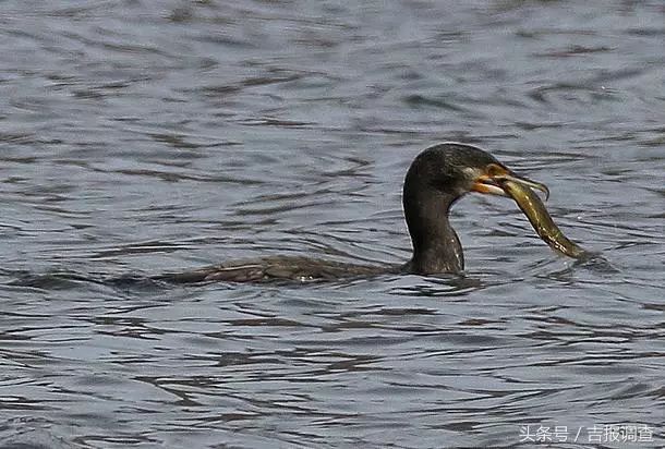 珲春首次发现鸬鹚让摄影师逮个正着