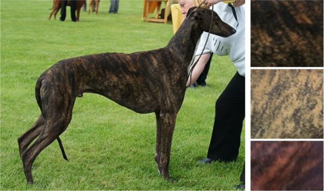 极品丁香色陨石边牧图片,陨石色边牧为什么不建议养