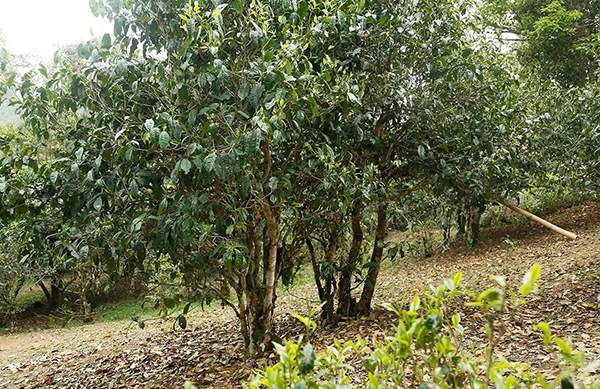 2019老同志老班章名山系列普洱茶,老同志普洱茶哪一款好
