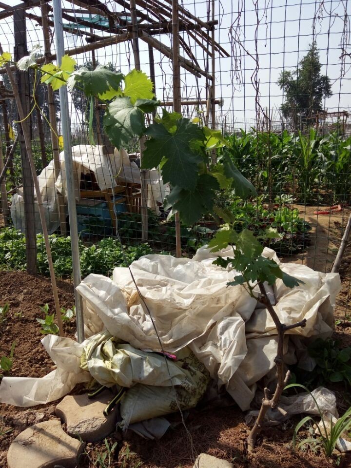 当年的偷菜游戏现在怎么玩,新出的偷菜的那个游戏叫什么