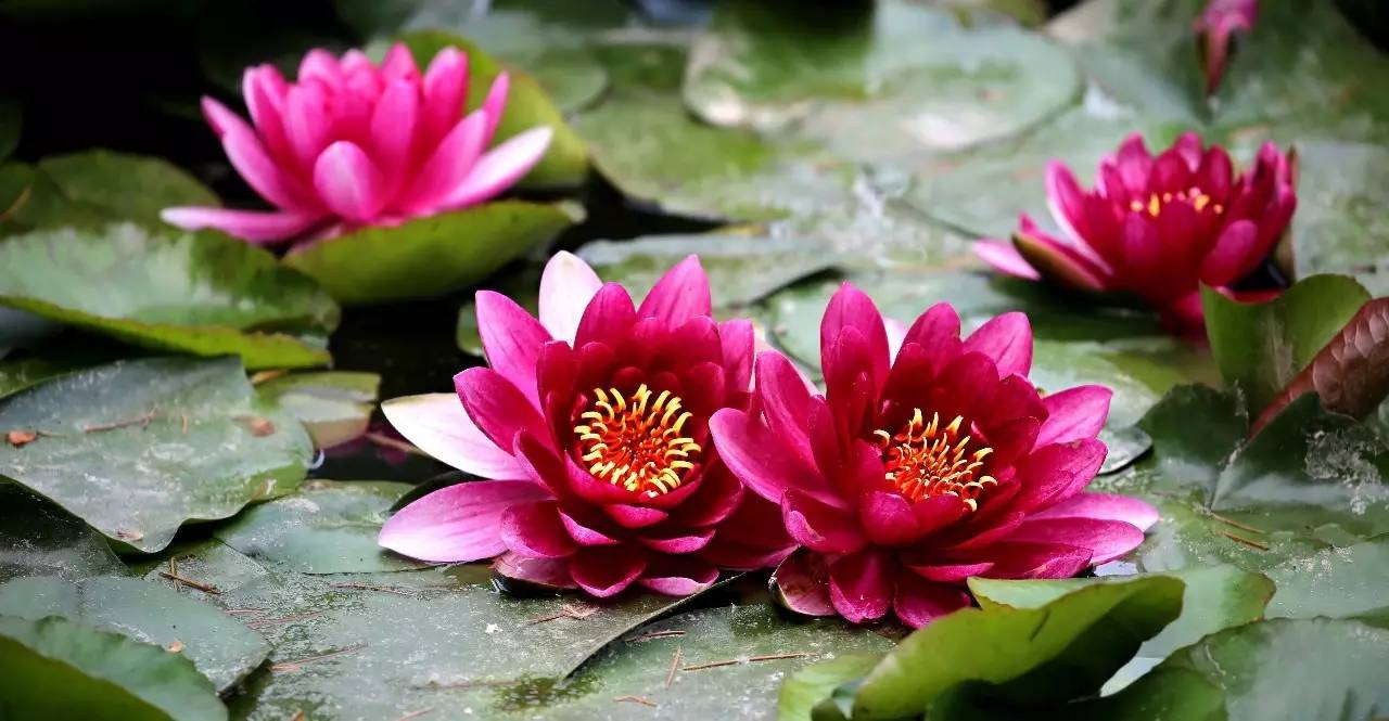 睡莲和荷花的区别在哪,睡莲与荷花有什么区别和联系