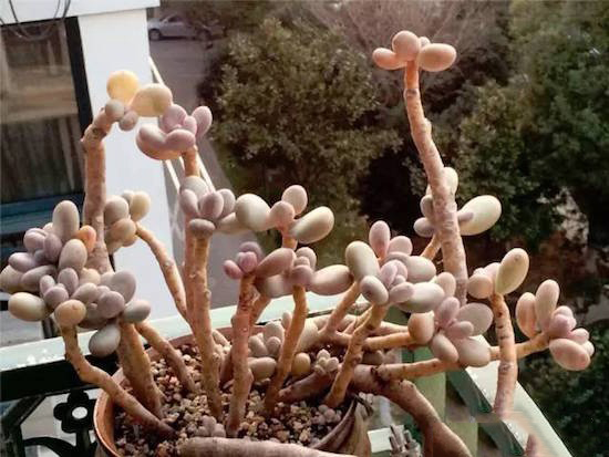 奶酪多肉新手夏天好养吗,奶酪多肉的养殖方法