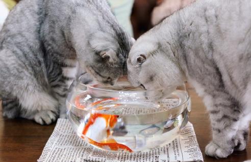 铲屎官回家看到这一幕,铲屎官回家的反应