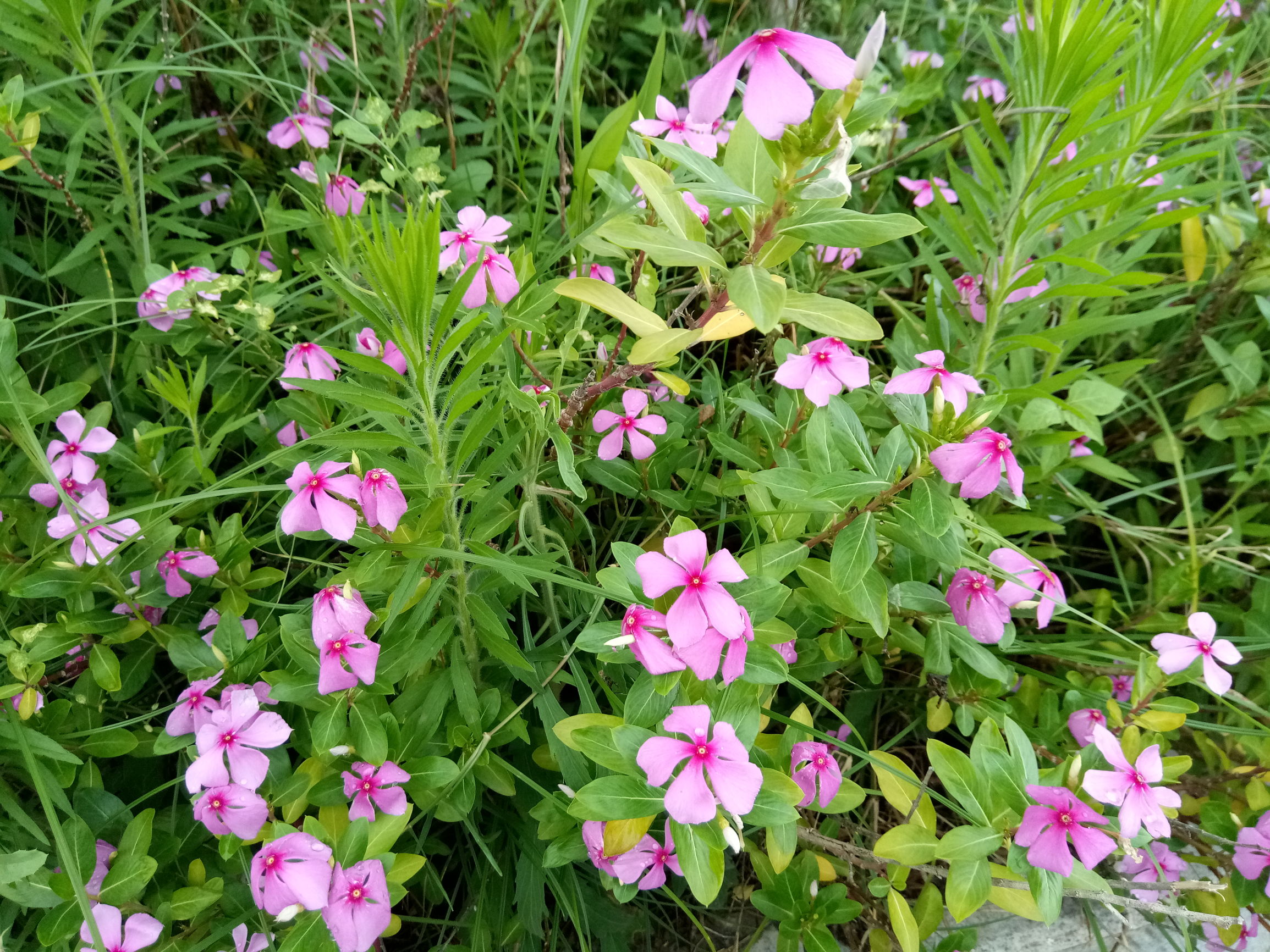 国产手感好的手机,金立s6pro全网通