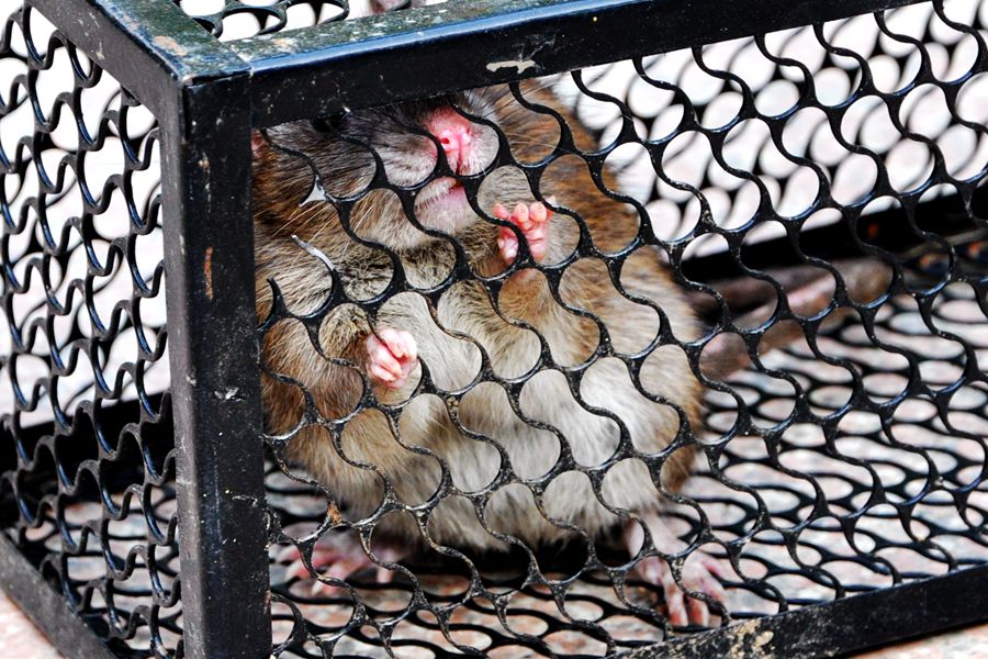 硕鼠硕鼠无食我黍,硕鼠硕鼠无食我黍是什么意思