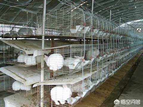 兔子养殖带动村民增收致富,兔子养殖户有多少