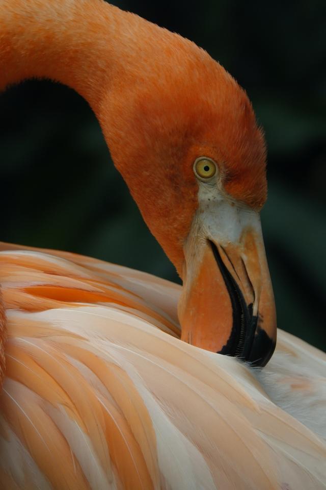 大变焦索尼黑卡,索尼黑卡rx10入门教程和拍照技巧