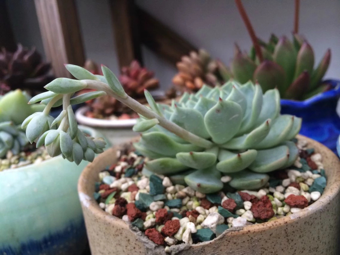 怎样修补破损瓷盆,陶瓷花盆怎么改缺口盆