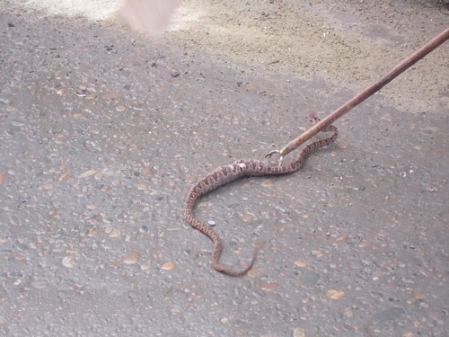 五步蛇的抓捕方法,捕捉五步蛇最好方法