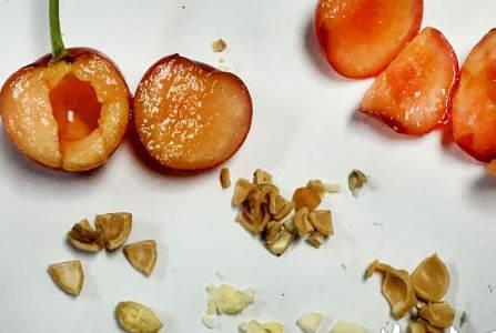 关于樱桃的那些事调查表,最近樱桃有什么问题吗