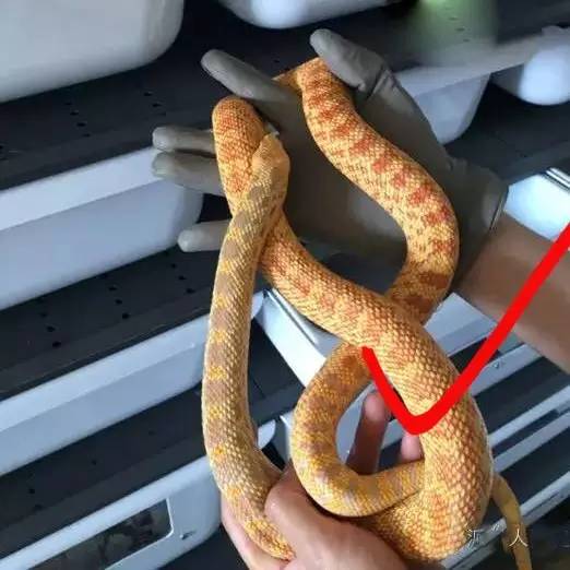 玩具蛇摆动原理,关节可动玩具蛇教程