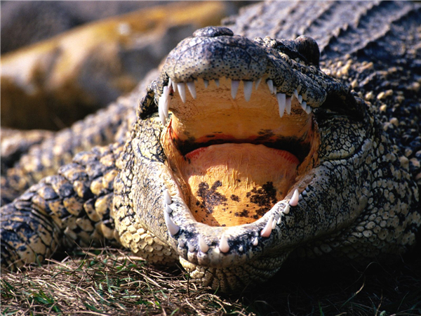 盘点鳄鱼的六大天敌都有哪个,盘点鳄鱼的十大天敌