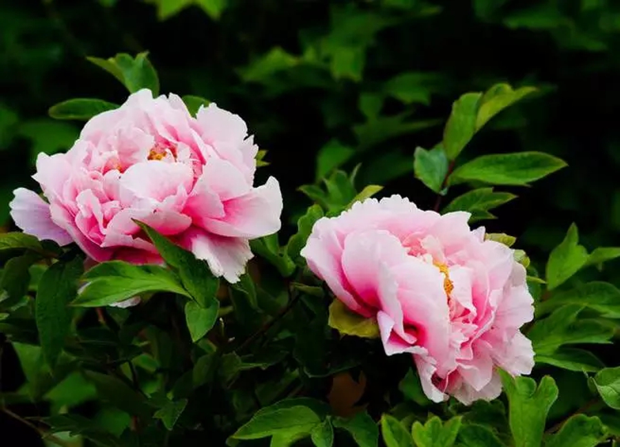 汉字的读音之美,汉字美的偏旁