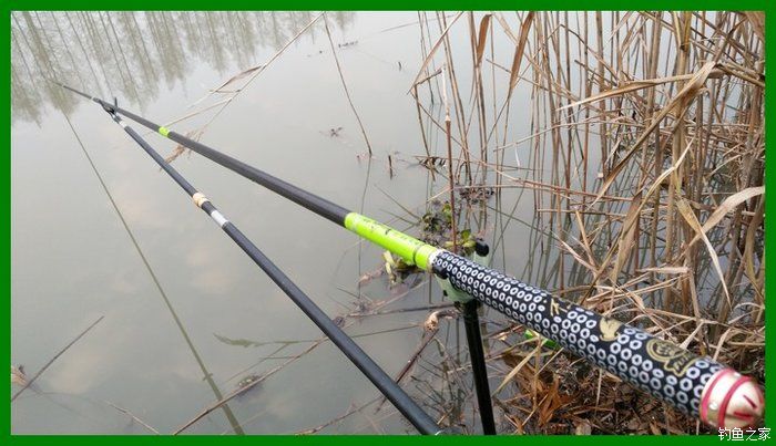 大鲫鱼大鱼,大鲫鱼大鲤鱼