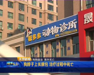 狗子脖子长了包有脓,狗脖子下面长疮怎么办