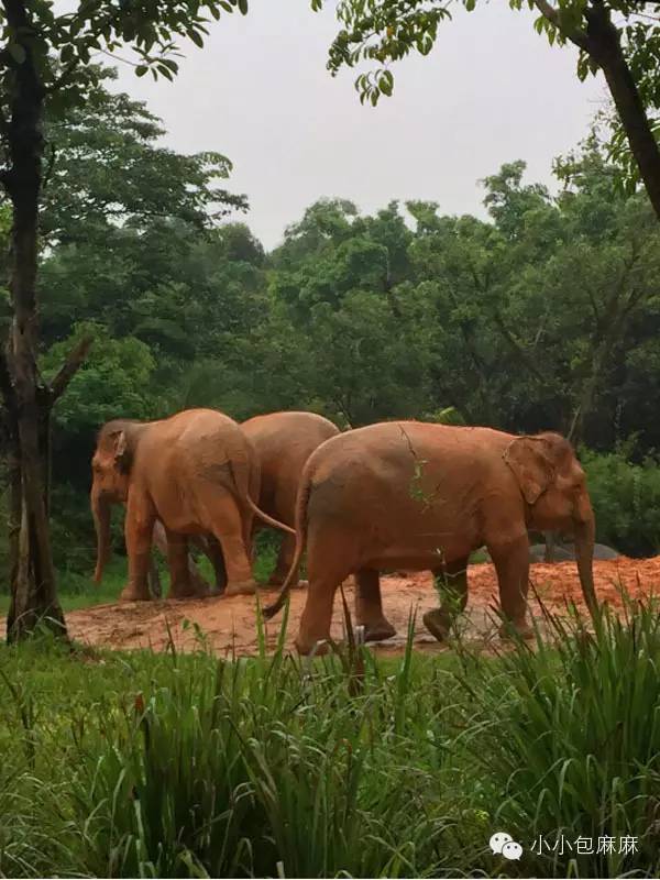 广州长隆动物园一日游攻略,长隆动物园和海洋公园哪个值得去
