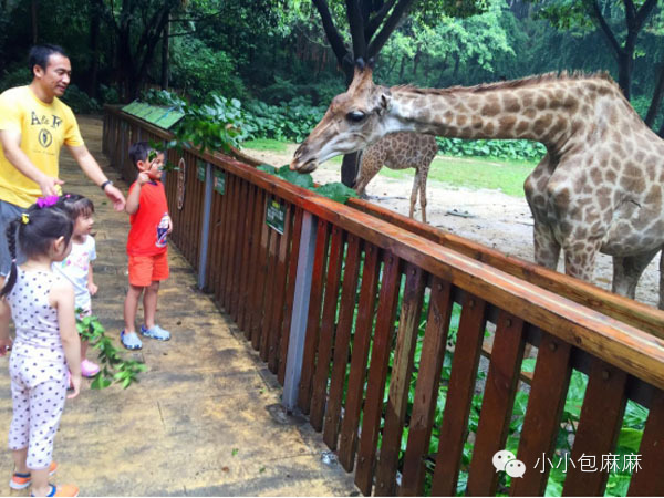 广州长隆动物园一日游攻略,长隆动物园和海洋公园哪个值得去