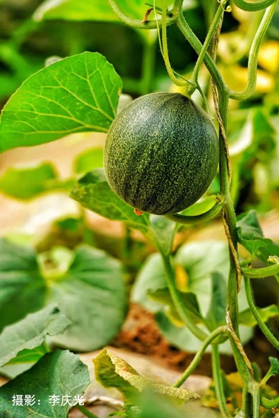 磴口的华莱士哪里有卖,天下第一瓜只有在磴口能吃上