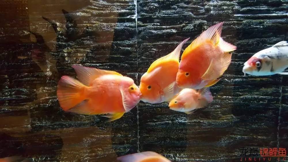 子母生态缸丨庭院深，深，深几许？