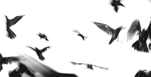 鸟来啦快跑啊！——乐园“暴君”啄羊鹦鹉