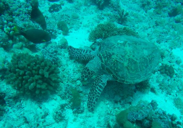 帕劳攻略,帕劳自由行全攻略