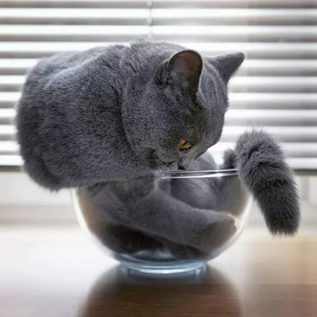 喵星人爆笑合集萌宠,爆笑萌宠大合集关于猫