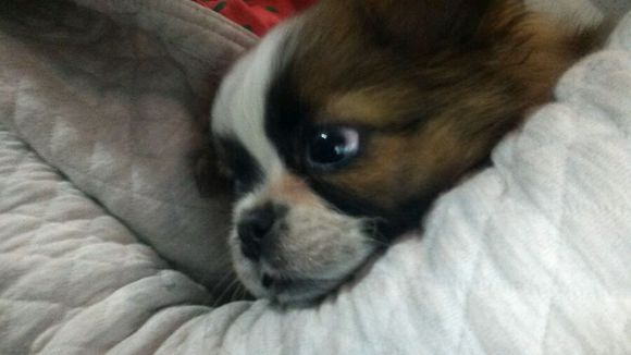 狗狗捡垃圾桶骨头吃被教训,狗捡垃圾吃被告状