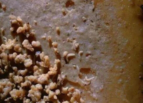 这几种食物不能贪吃，吃多了可能致命